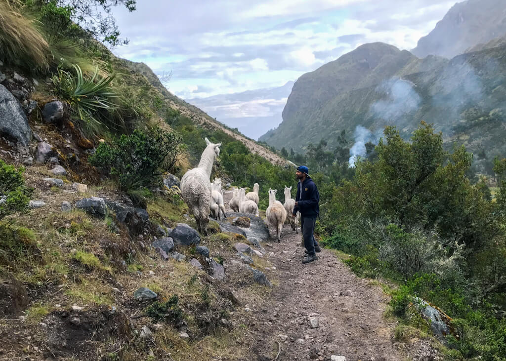 Returning from a day-hike with a herd of llama | Urubamba Valley, Peru